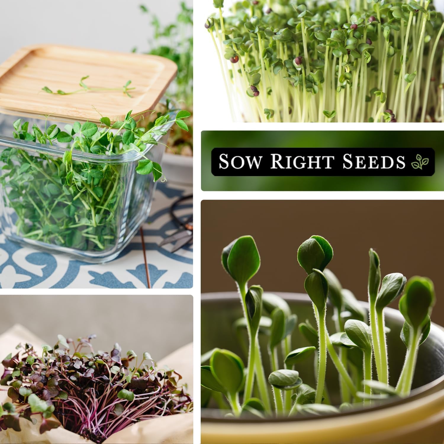 - Microgreens Seed Sample Pack - 10 Packets of Healthy Superfoods to Sprout and Grow Indoors on Your Kitchen Counter - Broccoli, Cress, Sunflower, Arugula, Kale, Radish, Pea, and More