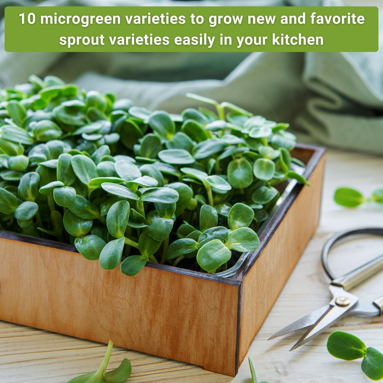 - Microgreens Seed Sample Pack - 10 Packets of Healthy Superfoods to Sprout and Grow Indoors on Your Kitchen Counter - Broccoli, Cress, Sunflower, Arugula, Kale, Radish, Pea, and More